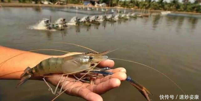 河蟹罗氏沼虾混养，每亩增收千元
