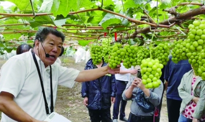 葡萄优质轻简化栽培技术