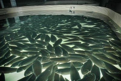 水产育种取得新突破 首个草鱼新品种“沪苏1号”问世